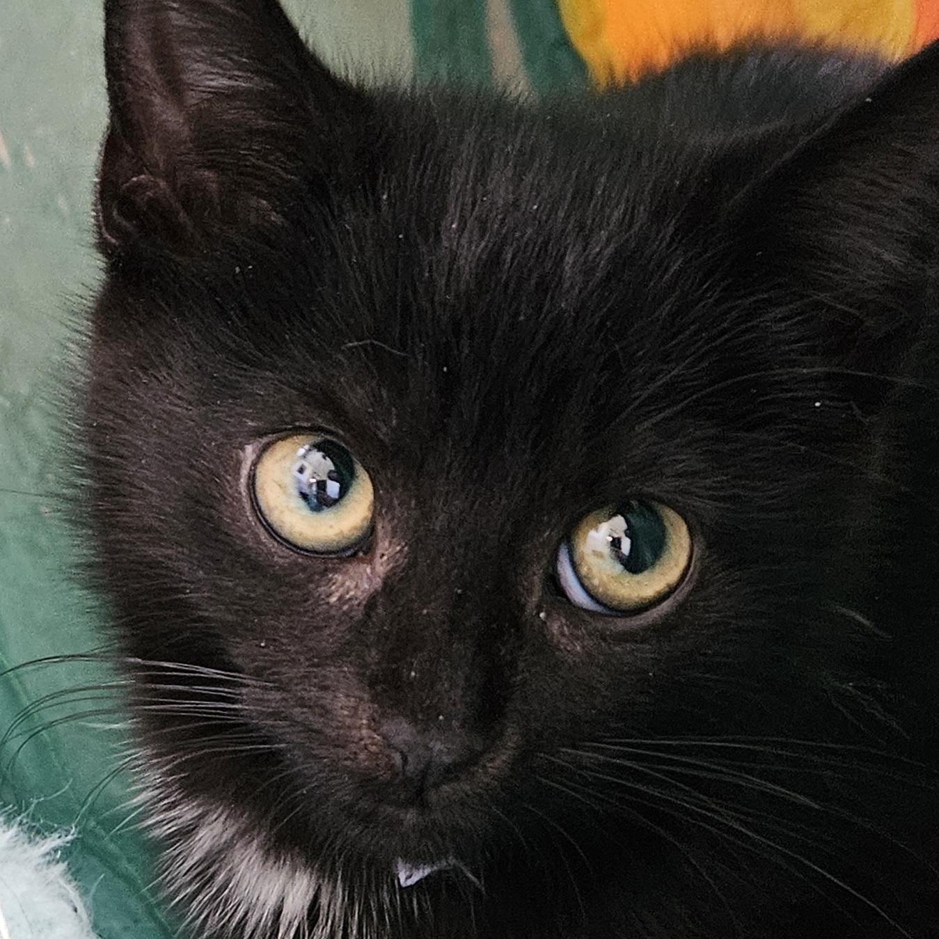 Little Joey, ADOPTABLE, Kitten Male Domestic Short Hair.