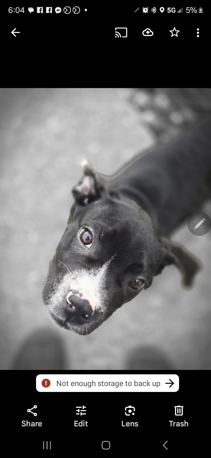 Maggie, Baby Female American Staffordshire Terrier