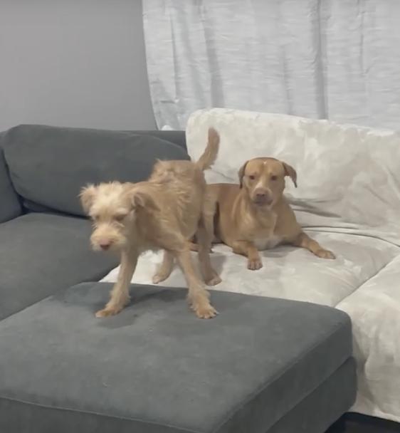 Enlarge Tanner and Wilson - The Inseparable Brothers, a Adoptable mixed breed in Seabrook, NH image 5/6