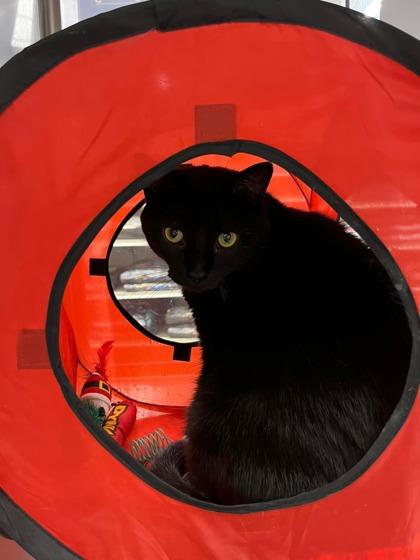 Slava, a Adoptable Domestic Short Hair in Pickering, ON image 1/3