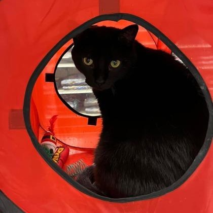 Enlarge Slava, a Adoptable Domestic Short Hair in Pickering, ON image 1/3