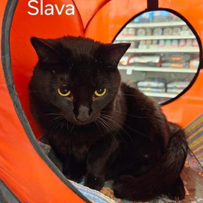 Enlarge Slava, a Adoptable Domestic Short Hair in Pickering, ON image 2/3