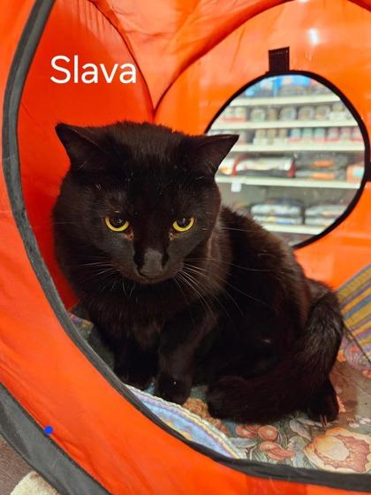 Slava, a Adoptable Domestic Short Hair in Pickering, ON image 2/3