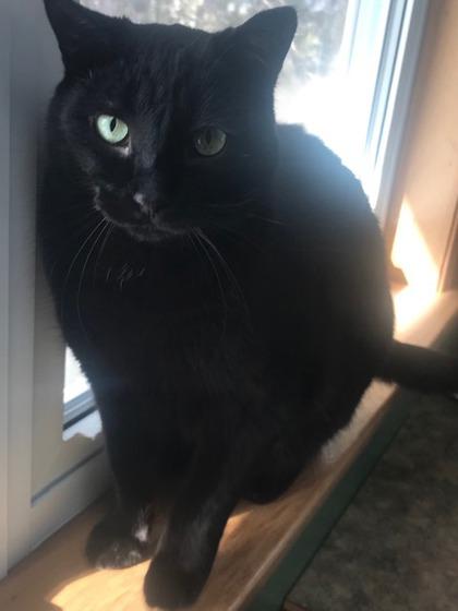 Slava, a Adoptable Domestic Short Hair in Pickering, ON image 3/3