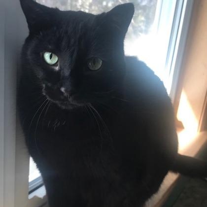 Enlarge Slava, a Adoptable Domestic Short Hair in Pickering, ON image 3/3