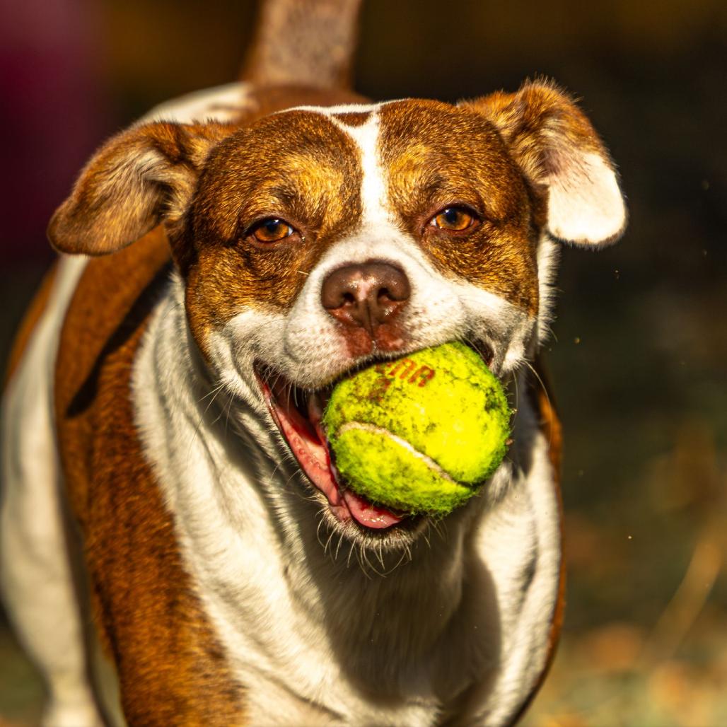 Hawaiian Roll, Adoptable, Adult Male Mixed Breed.