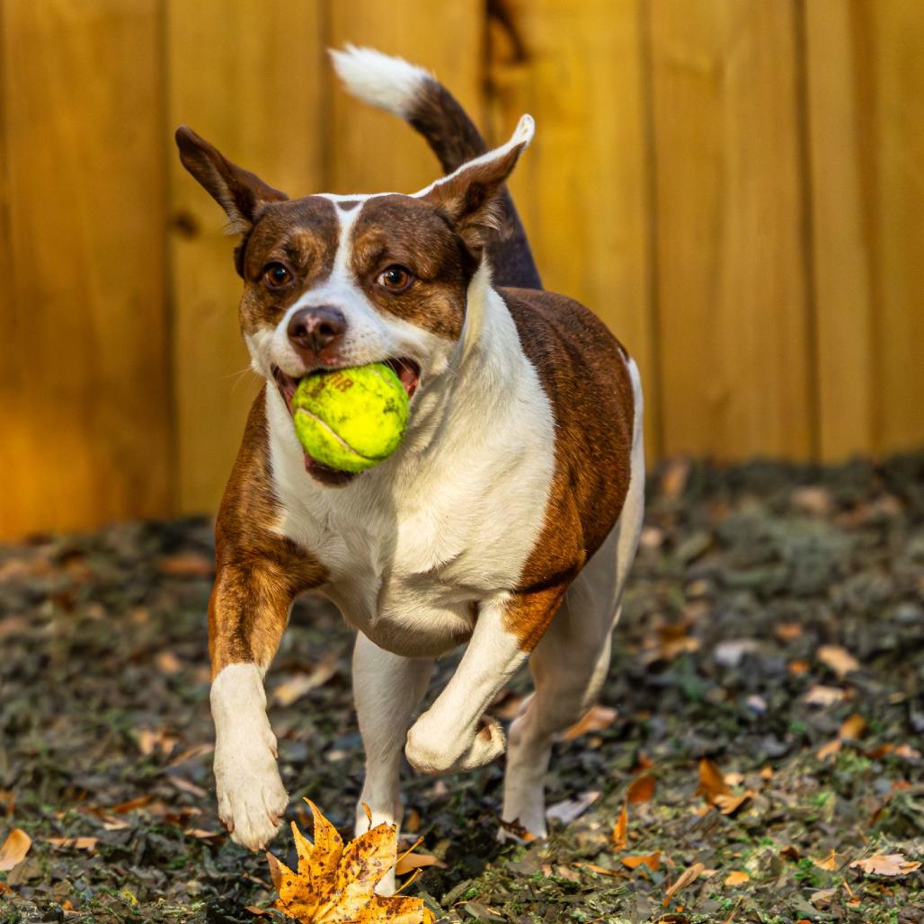 Hawaiian Roll, Adoptable, Adult Male Mixed Breed.