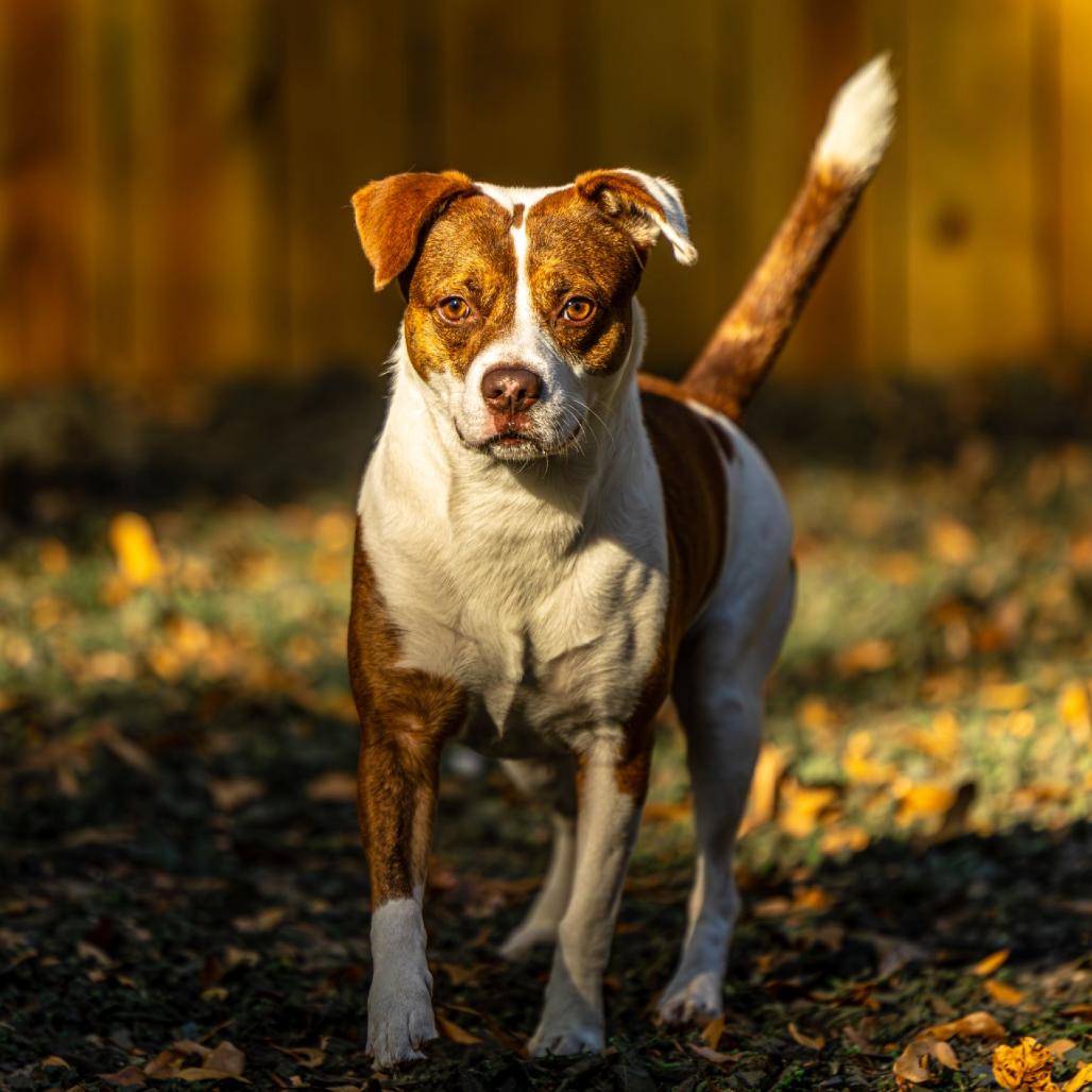 Enlarge Hawaiian Roll, a Adoptable Mixed Breed in Decatur, GA image 3/6