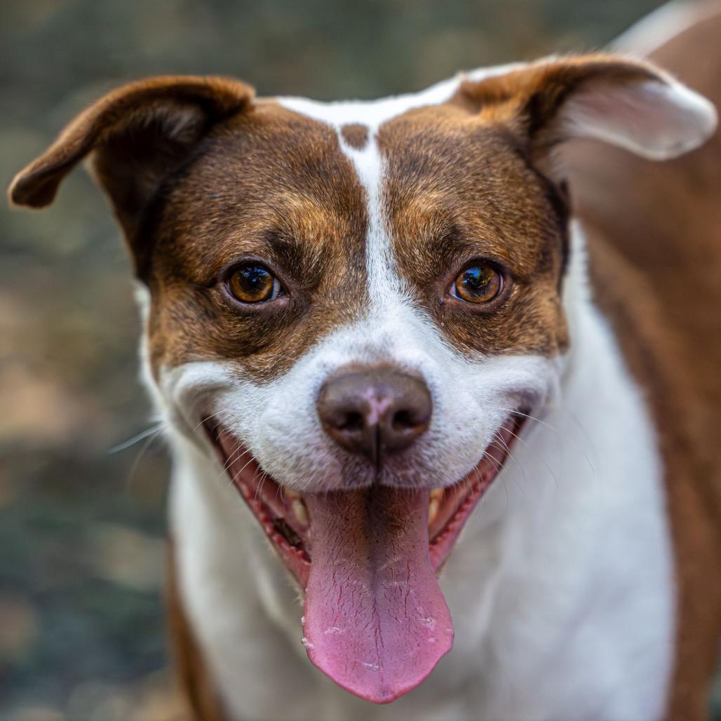 Enlarge Hawaiian Roll, a Adoptable Mixed Breed in Decatur, GA image 5/6