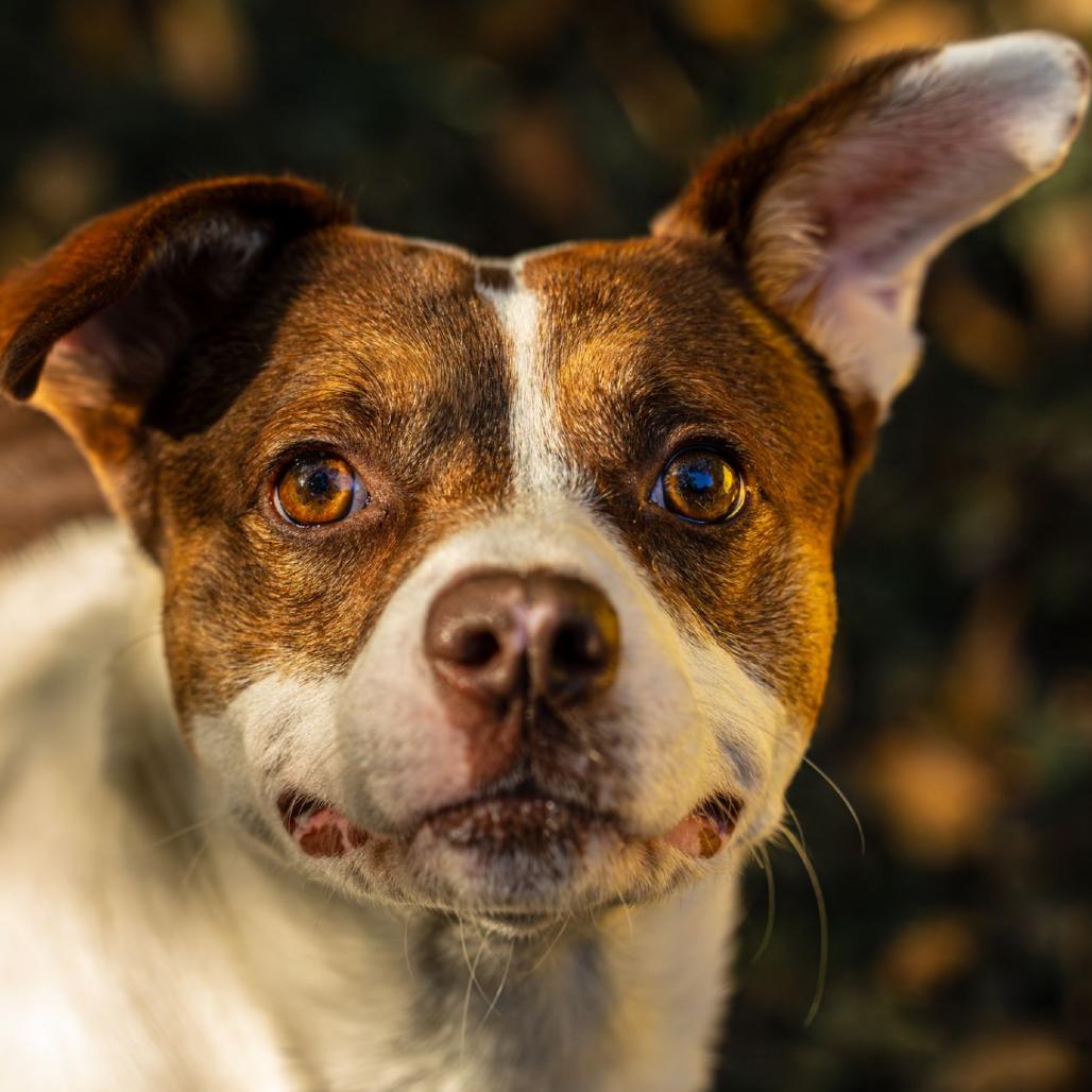 Enlarge Hawaiian Roll, a Adoptable Mixed Breed in Decatur, GA image 6/6