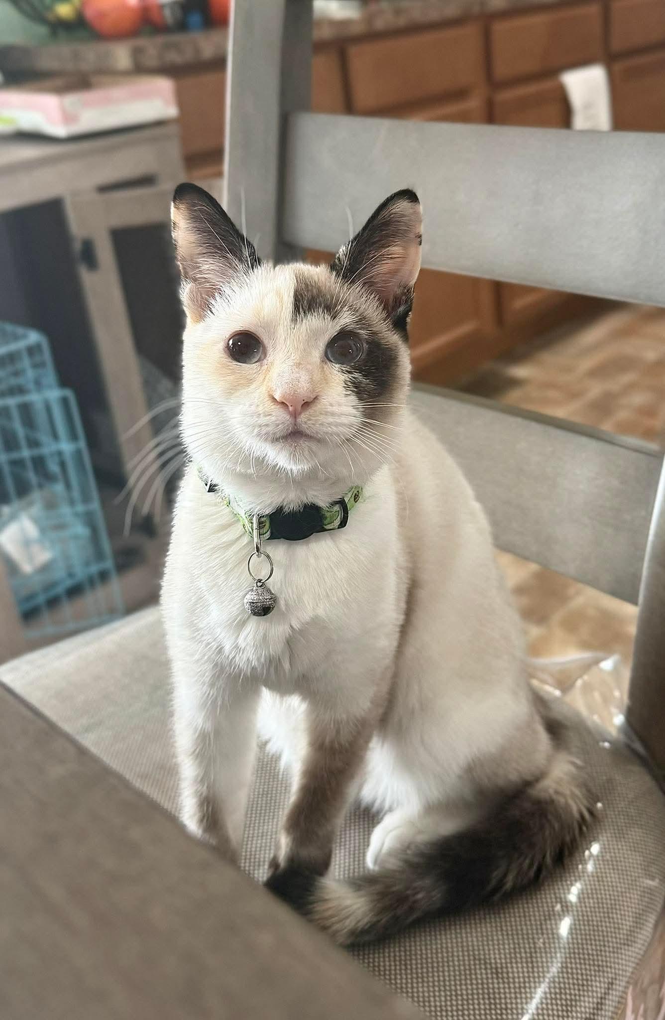 Enlarge Fern, a ADOPTABLE Domestic Short Hair in Manchester, MD image 1/1