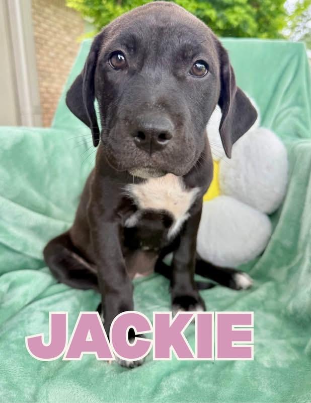 Jackie, Adoptable, Puppy Female Pit Bull Terrier.