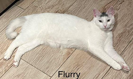 Enlarge Flurry, a Adoptable mixed breed in Tustin, CA image 4/5