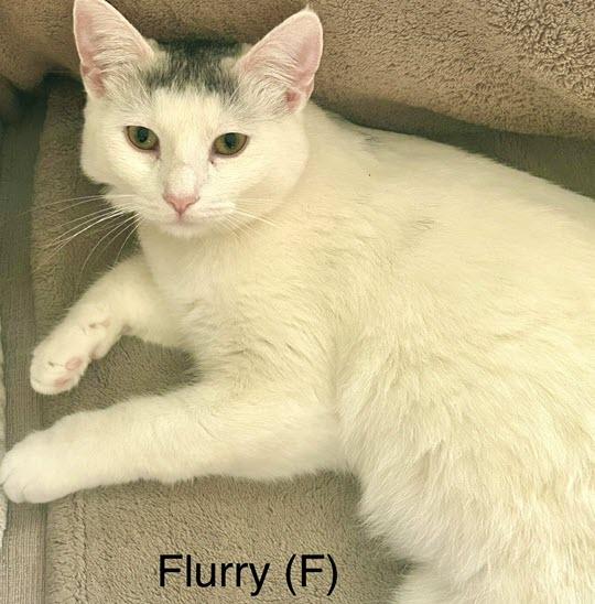 Flurry, Adoptable, Young Female Domestic Short Hair & Turkish Van.