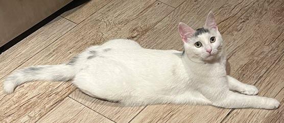 Enlarge Flurry, a Adoptable mixed breed in Tustin, CA image 3/5