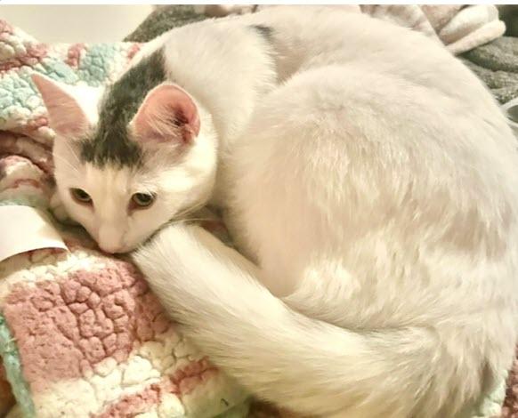 Enlarge Flurry, a Adoptable mixed breed in Tustin, CA image 5/5