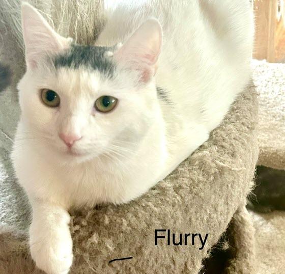 Enlarge Flurry, a Adoptable mixed breed in Tustin, CA image 2/5