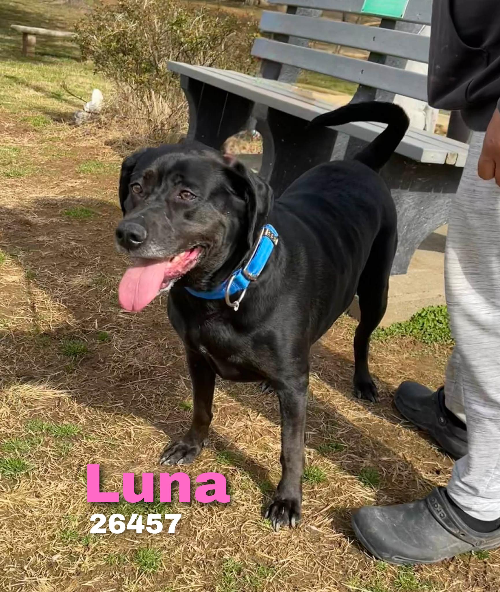 Luna, a ADOPTABLE mixed breed in Oak Ridge, TN image 1/3