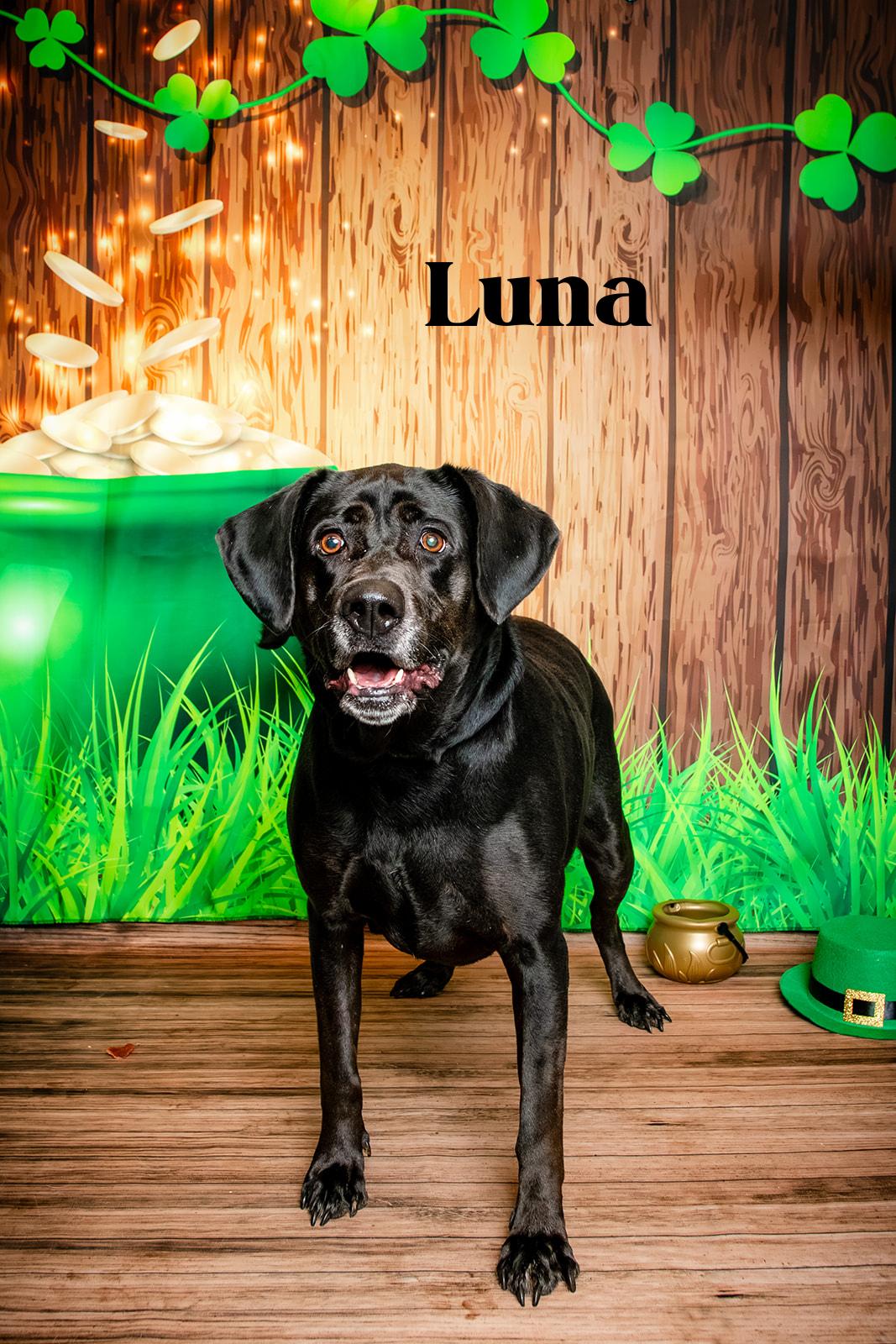 Luna, a ADOPTABLE mixed breed in Oak Ridge, TN image 3/3