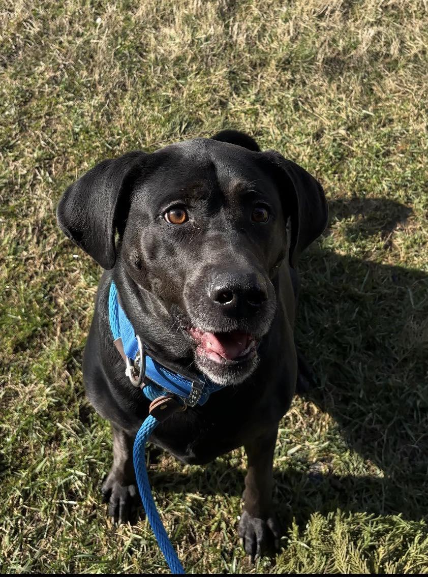 Luna, a ADOPTABLE mixed breed in Oak Ridge, TN image 2/3