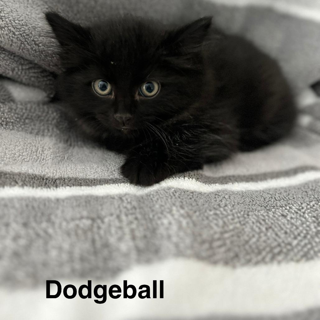 Enlarge Dodgeball, a Adoptable Domestic Short Hair in Wakefield, MA image 1/1