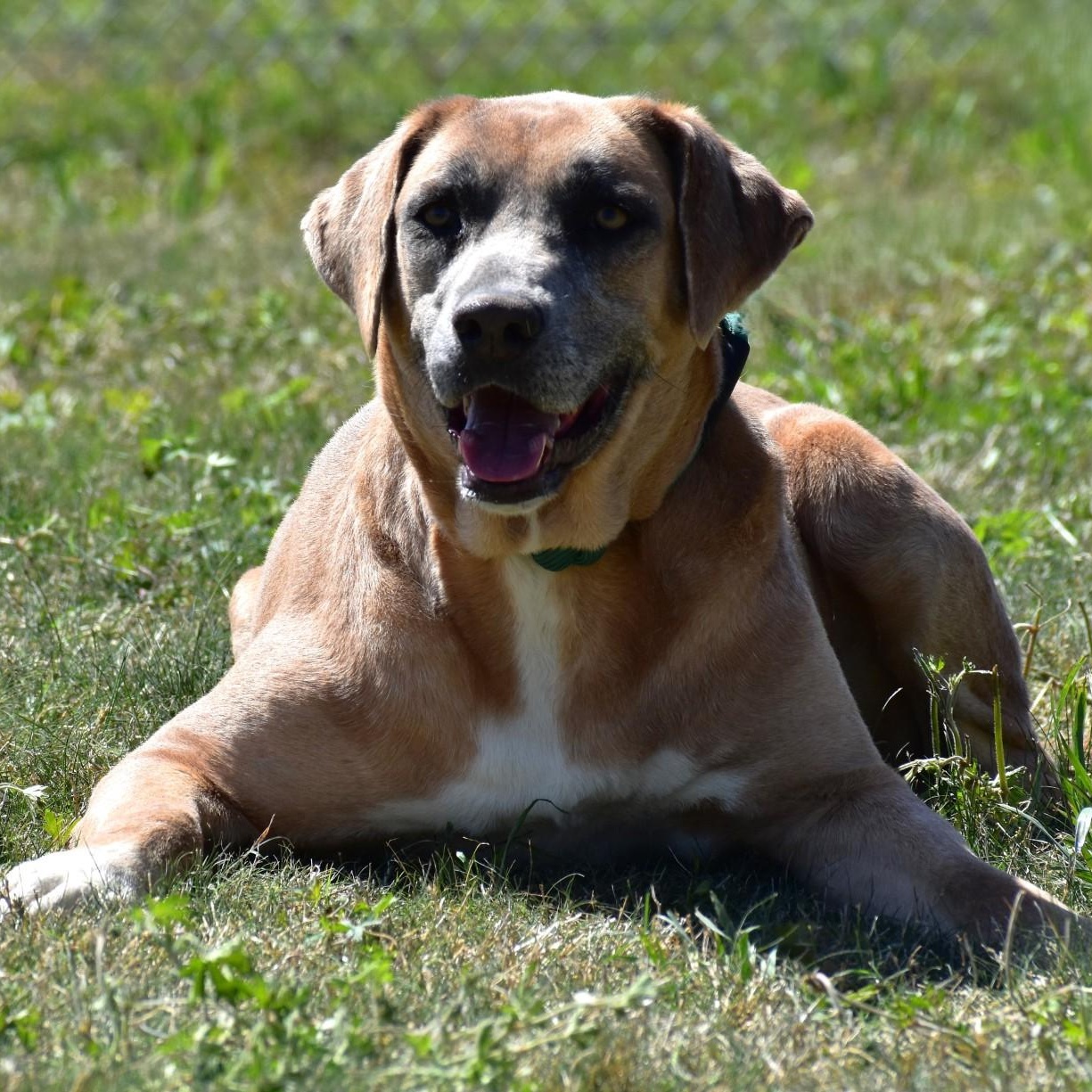 Enlarge Harper, a Adoptable mixed breed in Brandon, VT image 1/5