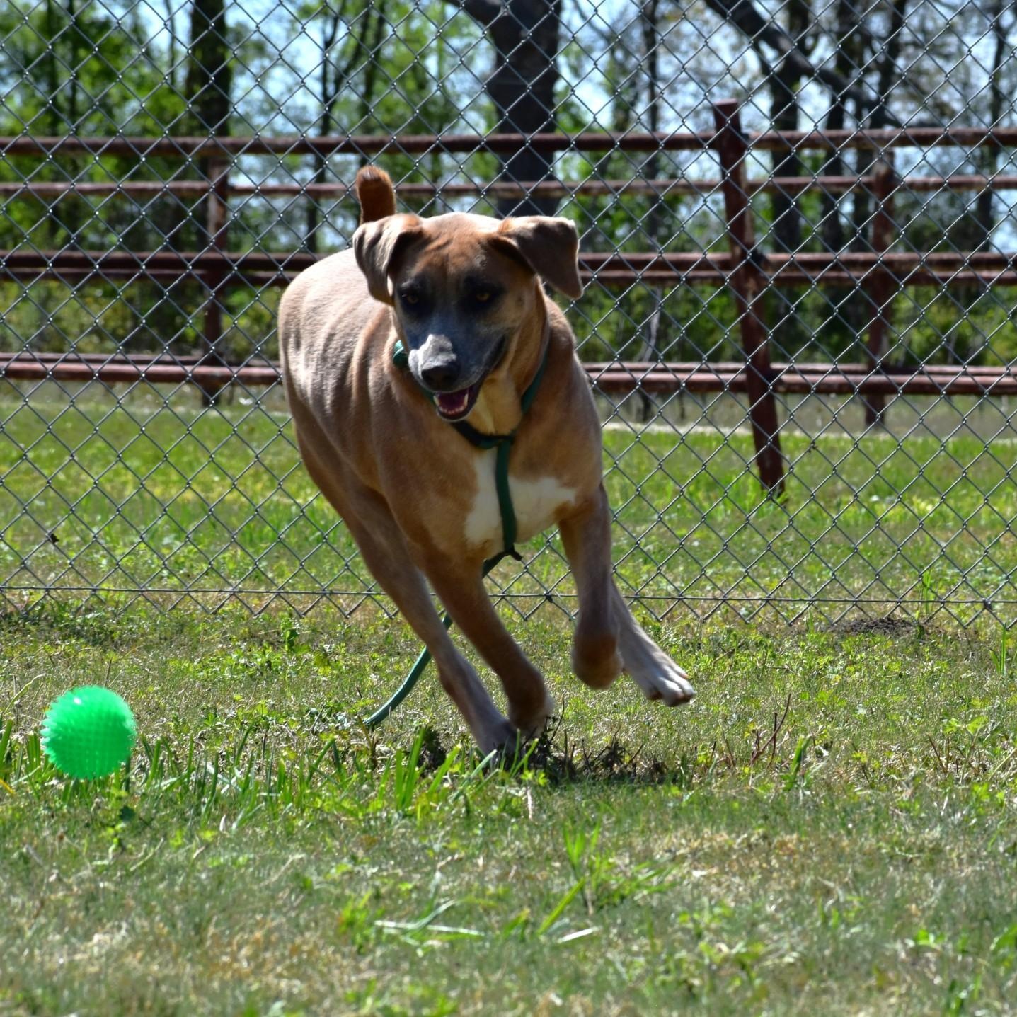 Enlarge Harper, a Adoptable mixed breed in Brandon, VT image 2/5