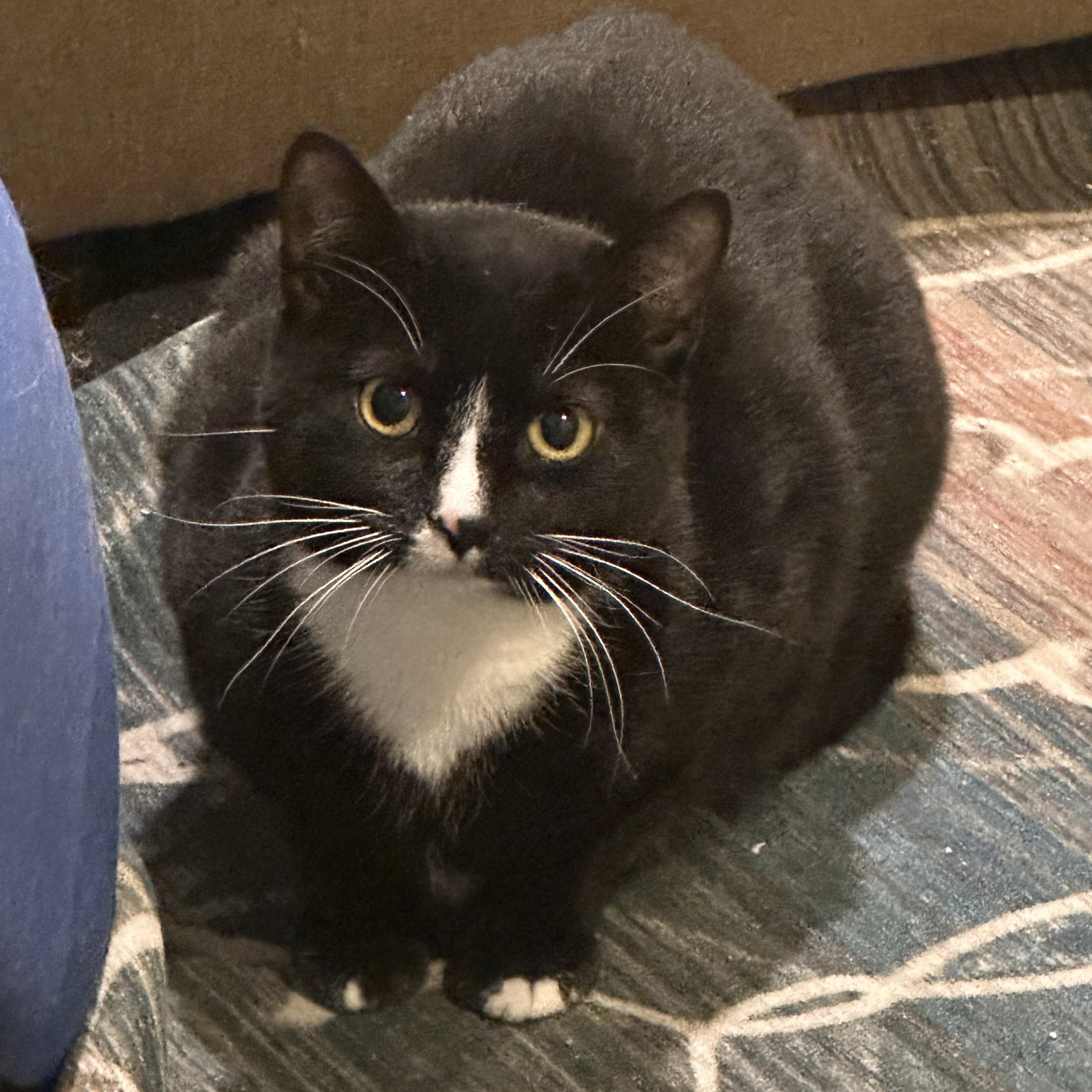 Rowena (Bev-Fostered in New England)