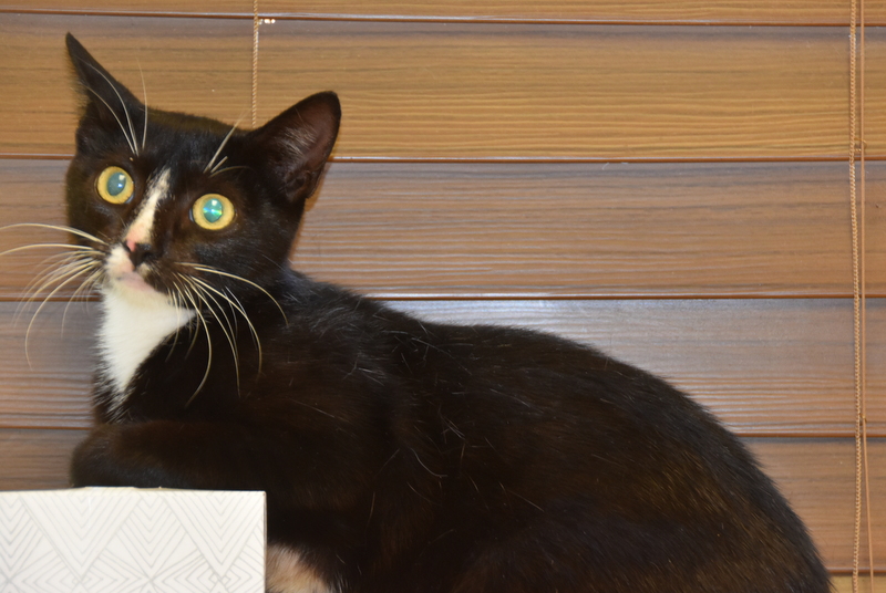 Enlarge Rowena (Bev-Fostered in New England), a Adoptable Tuxedo in Warwick, RI image 3/6