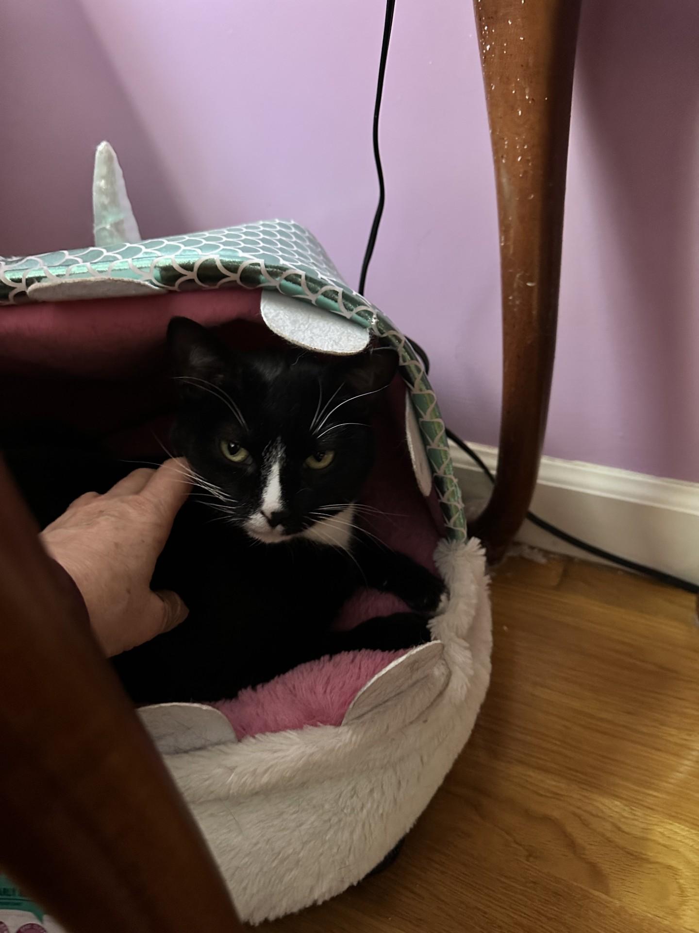 Enlarge Rowena (Bev-Fostered in New England), a Adoptable Tuxedo in Warwick, RI image 6/6