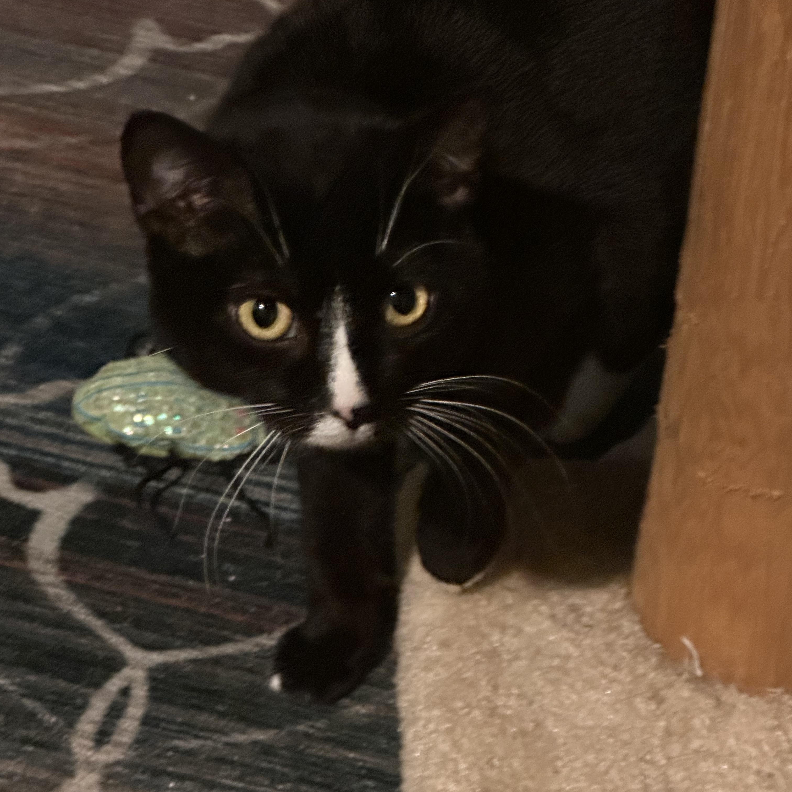 Enlarge Rowena (Bev-Fostered in New England), a Adoptable Tuxedo in Warwick, RI image 2/6