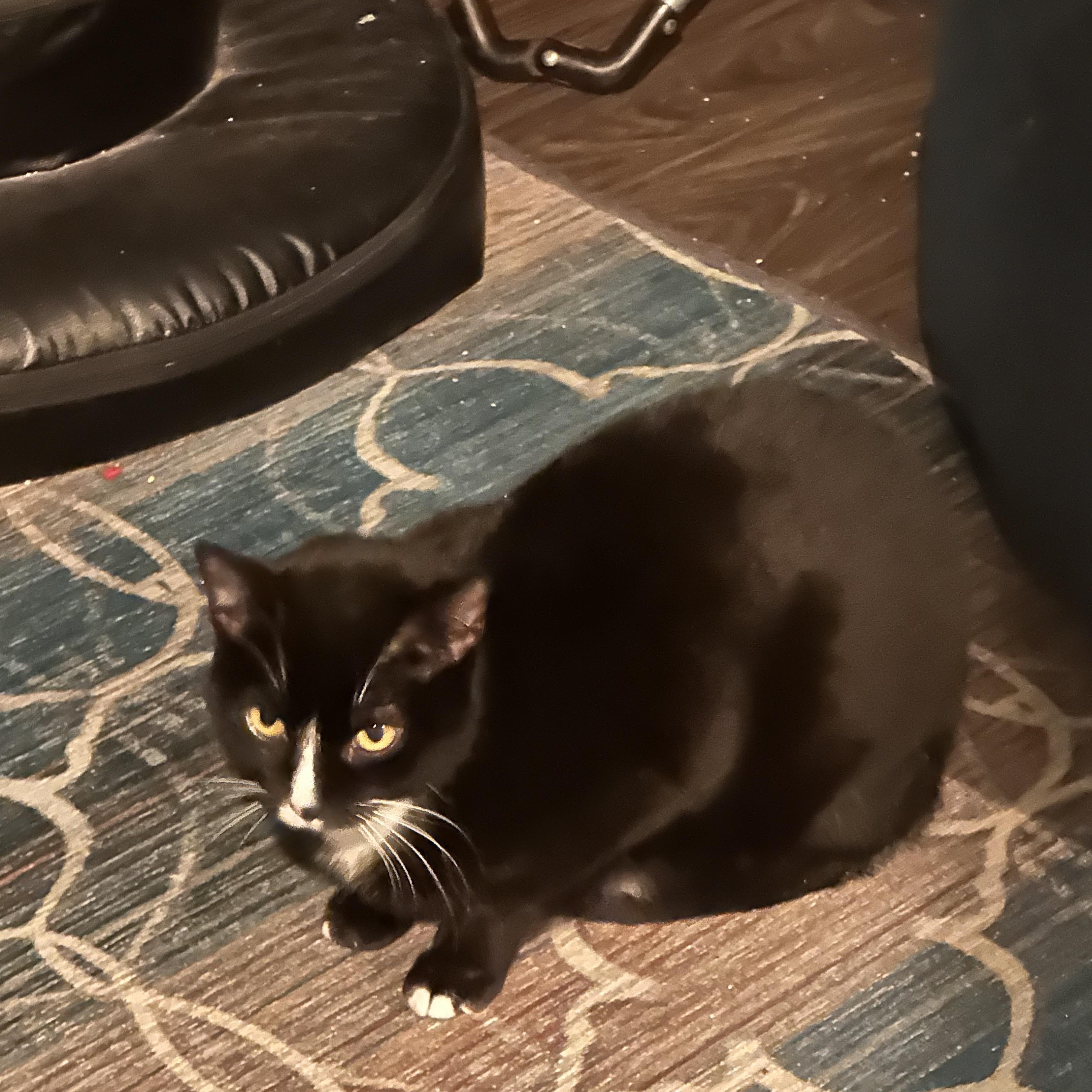 Enlarge Rowena (Bev-Fostered in New England), a Adoptable Tuxedo in Warwick, RI image 4/6