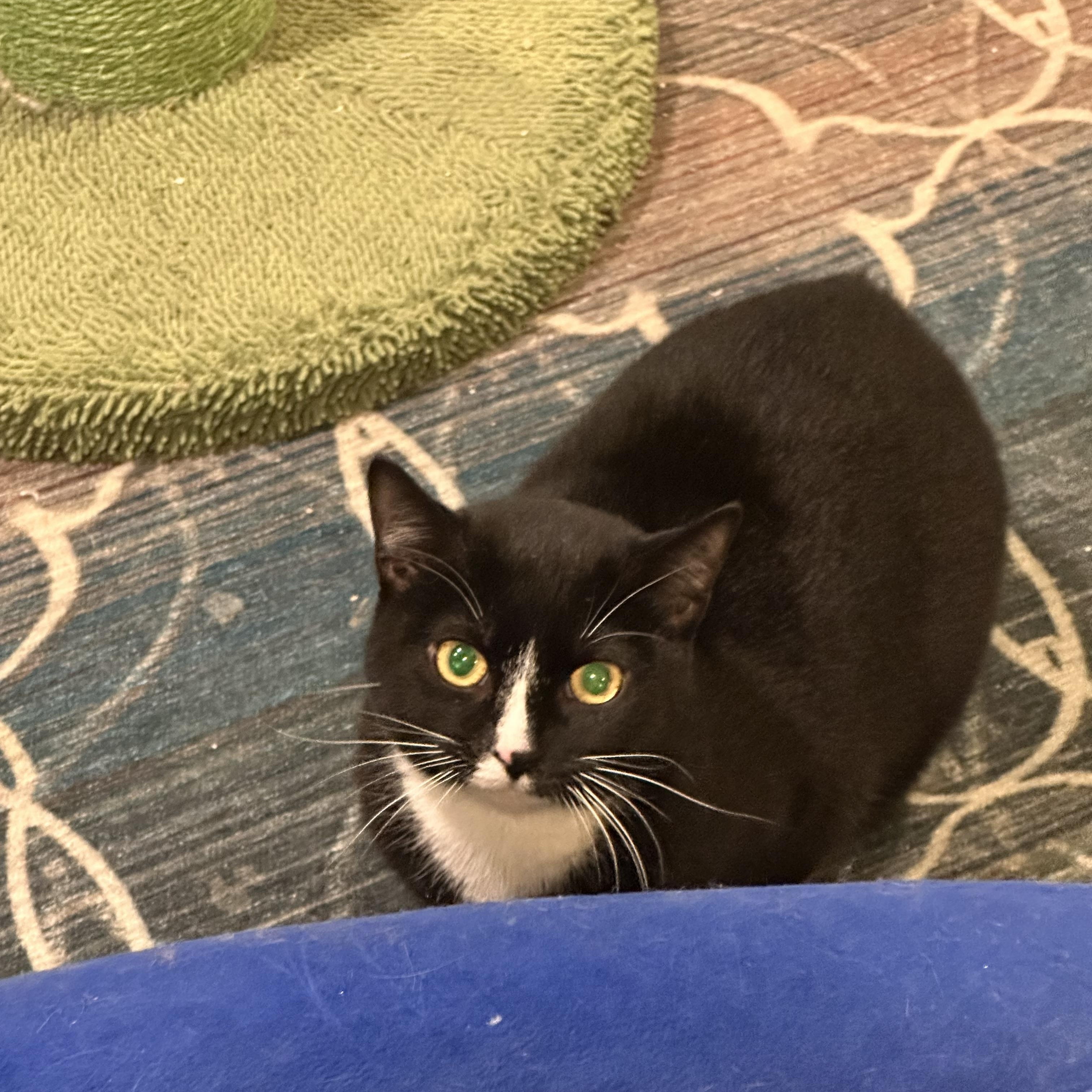 Enlarge Rowena (Bev-Fostered in New England), a Adoptable Tuxedo in Warwick, RI image 6/6