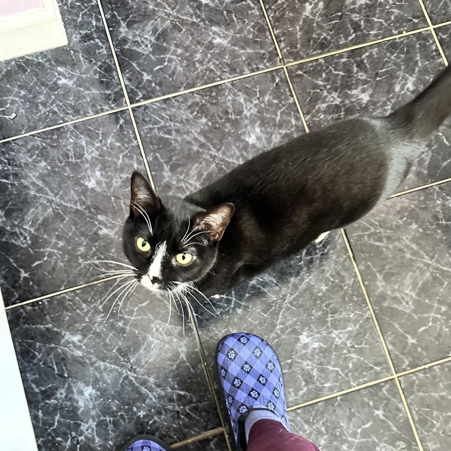 Rowena (Bev-Fostered in New England), Adoptable, Young Female Tuxedo.