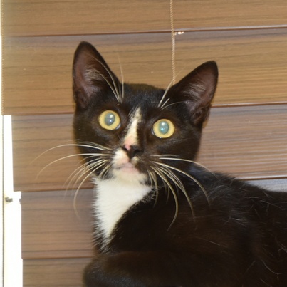 Enlarge Rowena (Bev-Fostered in New England), a Adoptable Tuxedo in Warwick, RI image 5/6