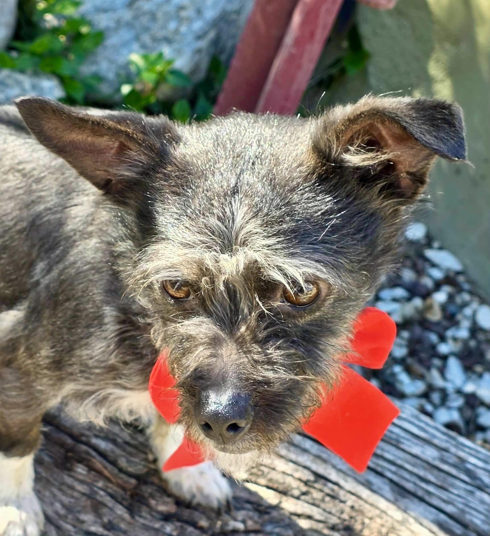 Enlarge Tulip, a ADOPTABLE mixed breed in Riverside, CA image 6/6