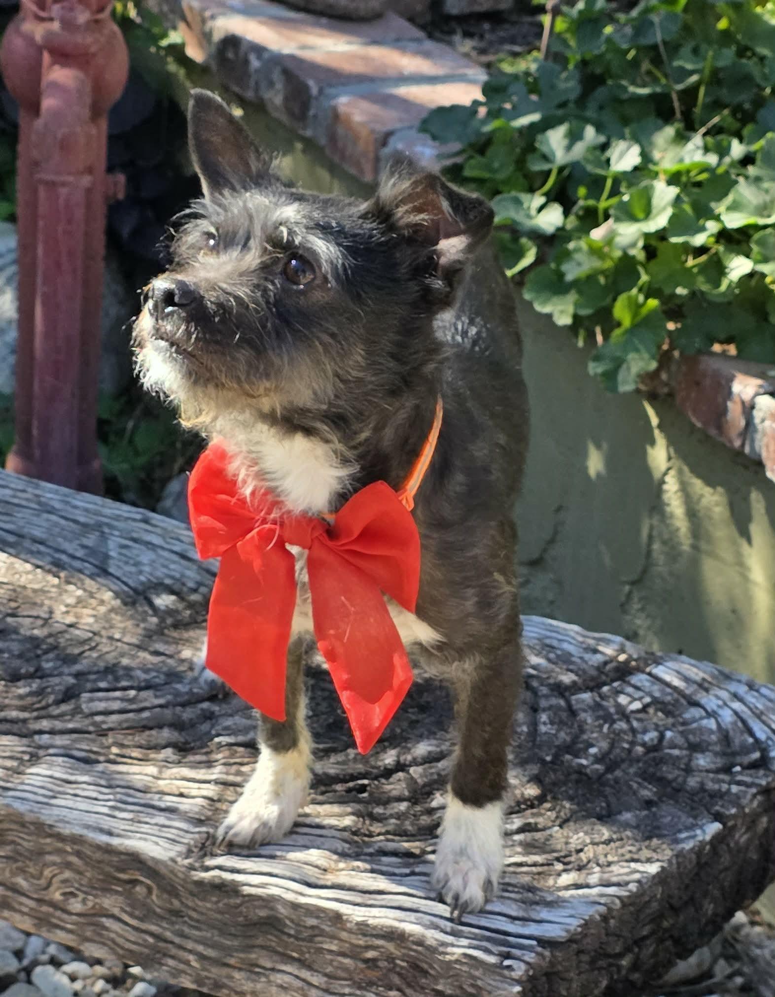 Enlarge Tulip, a ADOPTABLE mixed breed in Riverside, CA image 5/6