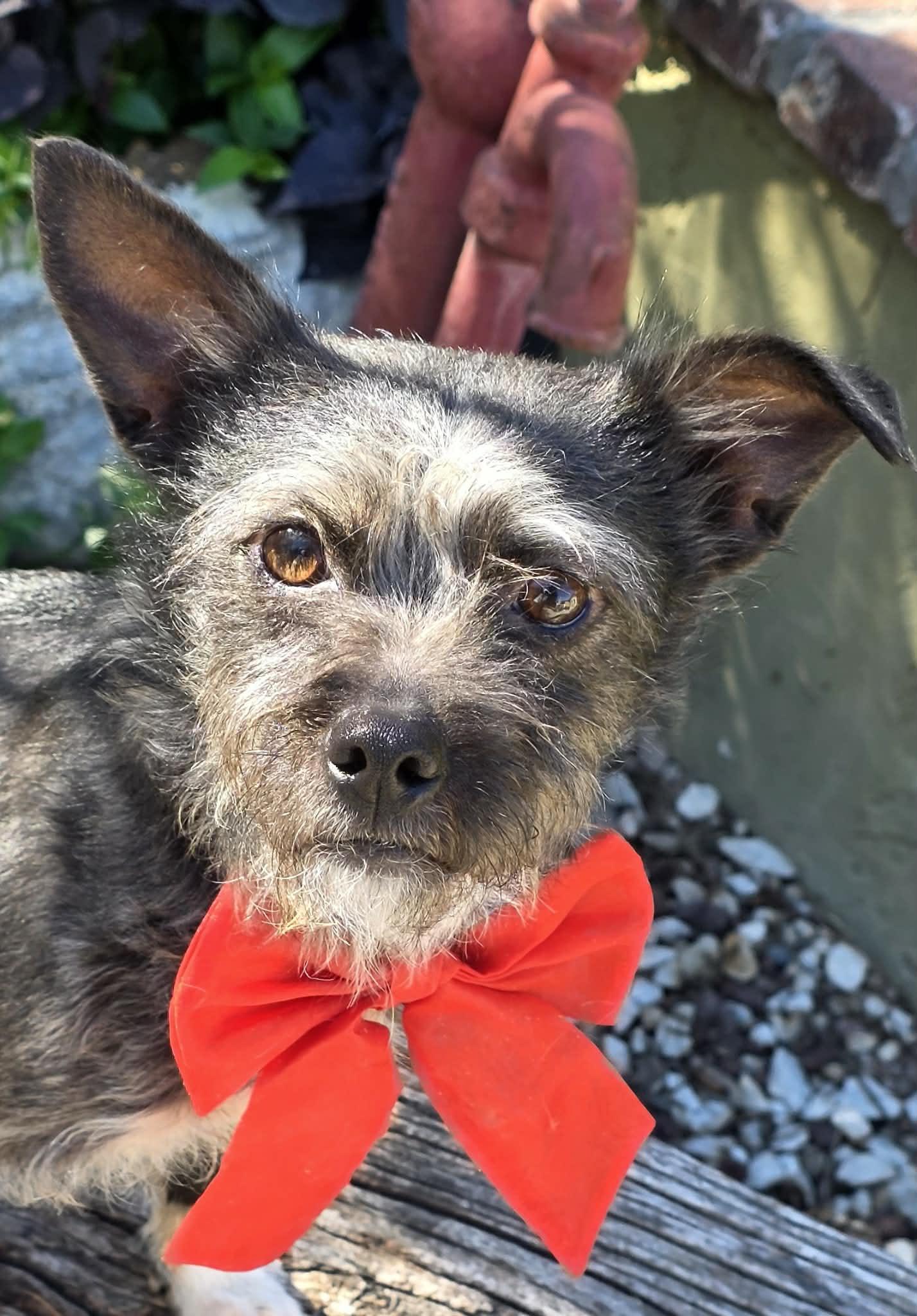 Enlarge Tulip, a ADOPTABLE mixed breed in Riverside, CA image 3/6