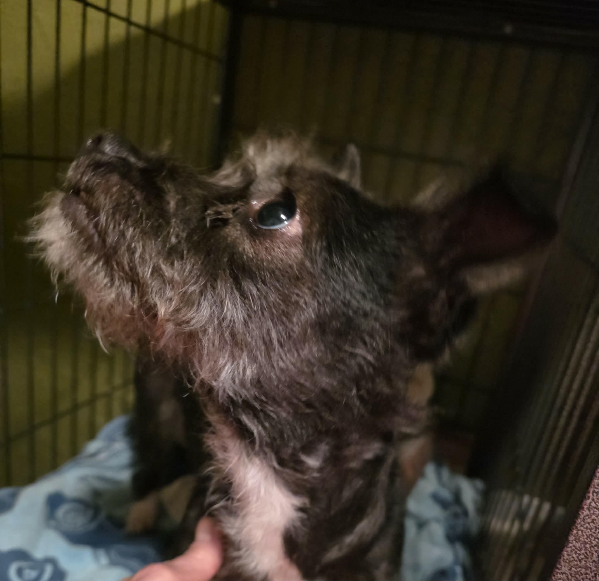 Enlarge Tulip, a ADOPTABLE mixed breed in Riverside, CA image 4/6