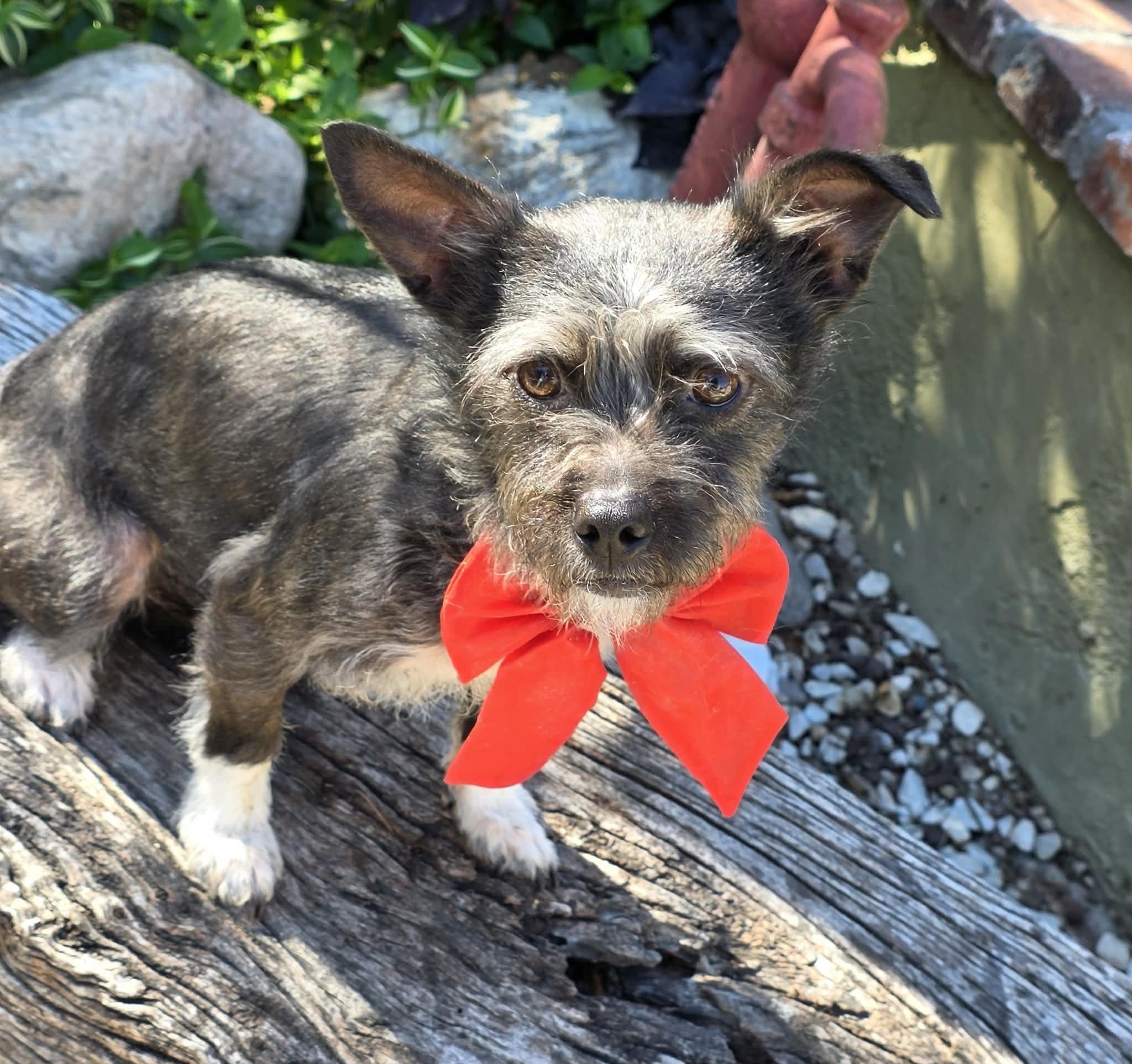 Tulip, ADOPTABLE, Young Female Parson Russell Terrier & Yorkshire Terrier.