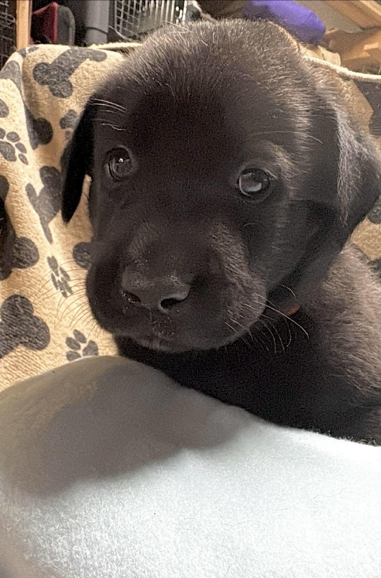 Java, Adoptable, Puppy Male Labrador Retriever.