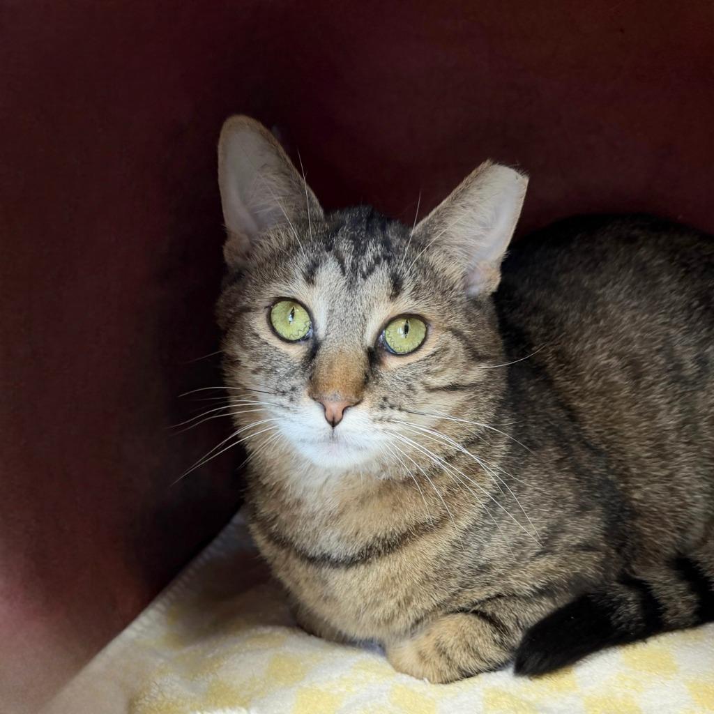 Enlarge Seahorse, a Adoptable Domestic Short Hair in State College, PA image 1/6