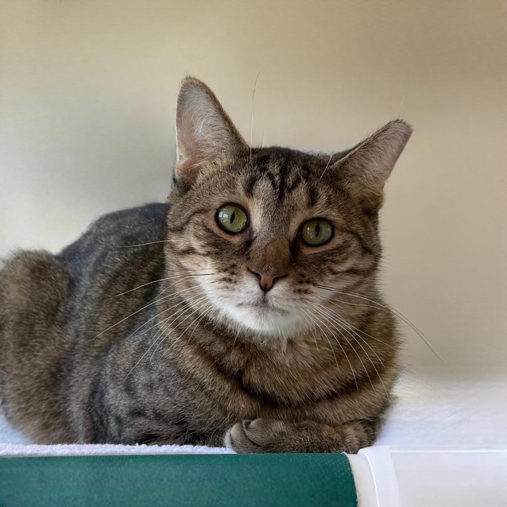Enlarge Seahorse, a Adoptable Domestic Short Hair in State College, PA image 2/6