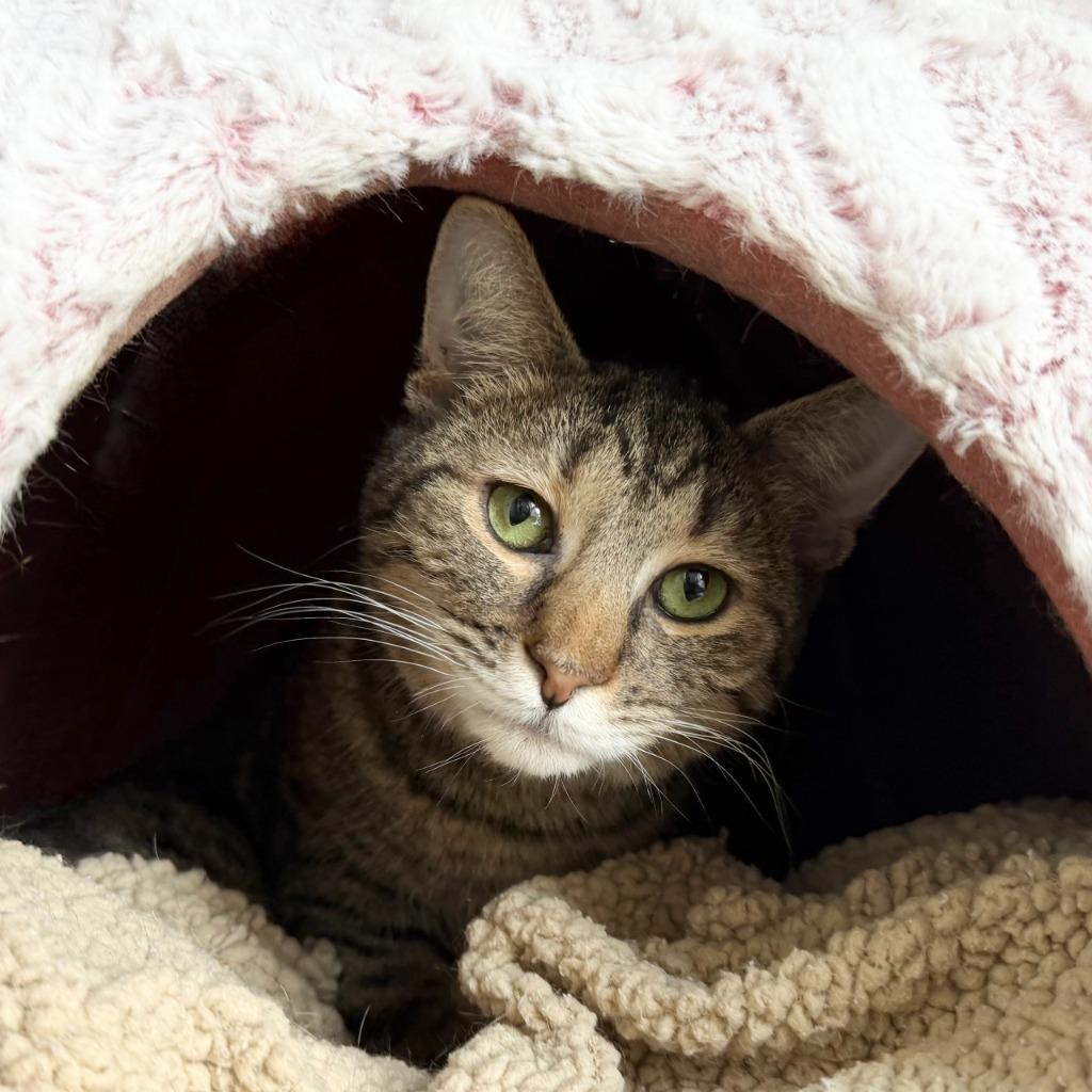 Enlarge Seahorse, a Adoptable Domestic Short Hair in State College, PA image 3/6