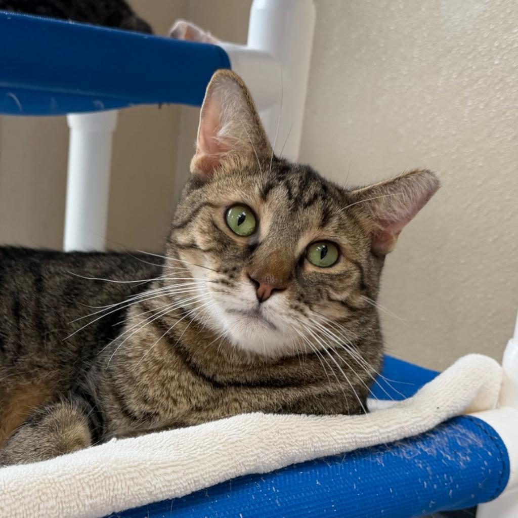 Seahorse, a Adoptable Domestic Short Hair in State College, PA image 3/6