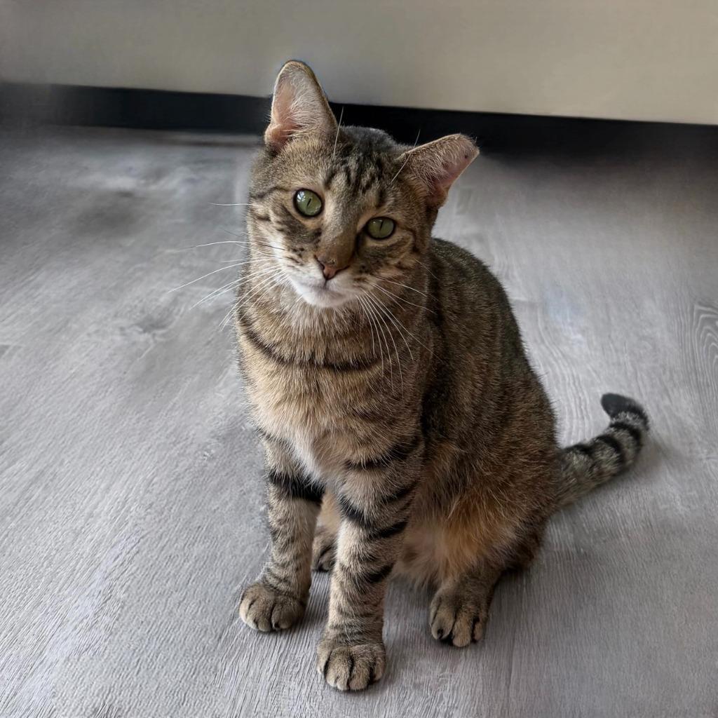 Enlarge Seahorse, a Adoptable Domestic Short Hair in State College, PA image 3/6