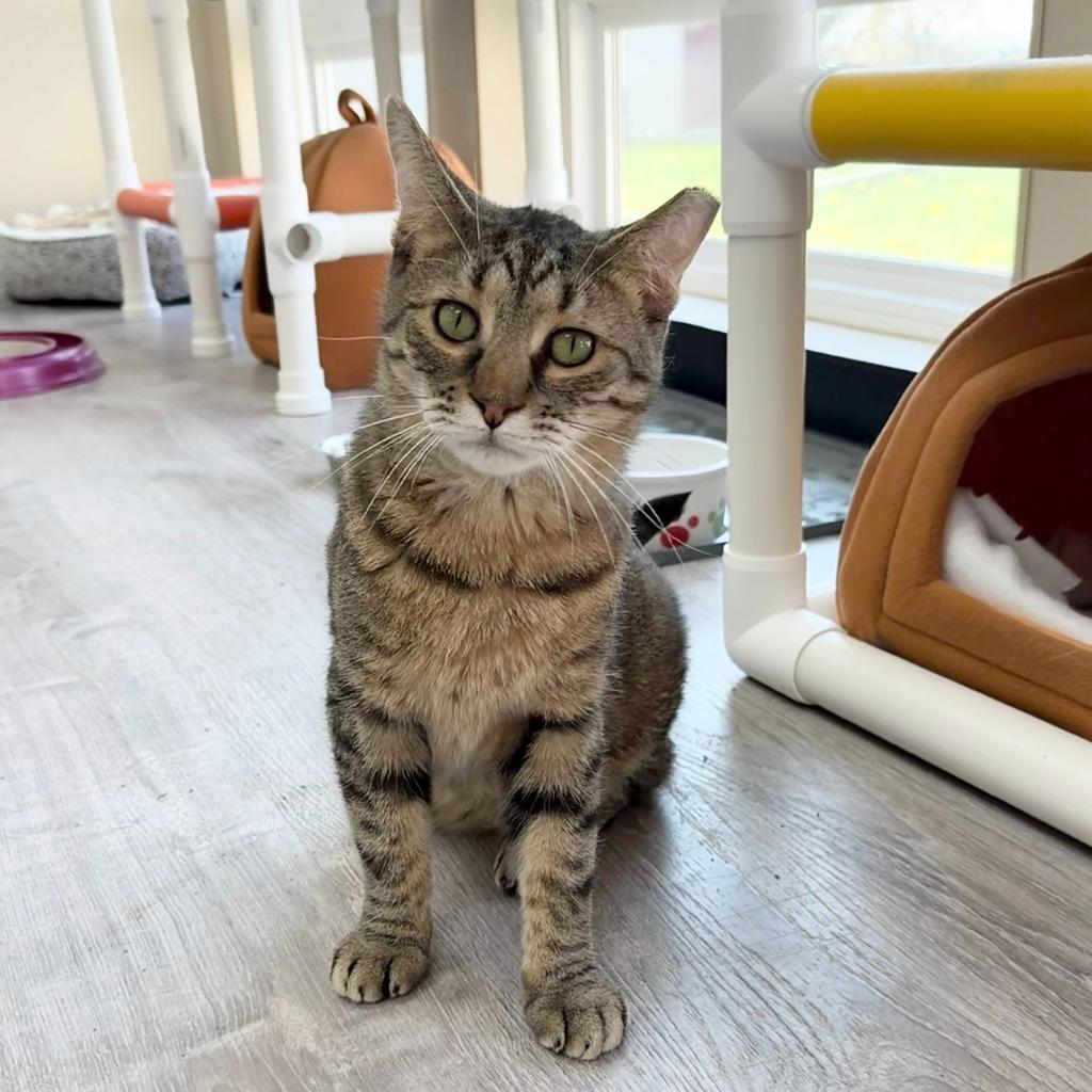 Enlarge Seahorse, a Adoptable Domestic Short Hair in State College, PA image 4/6