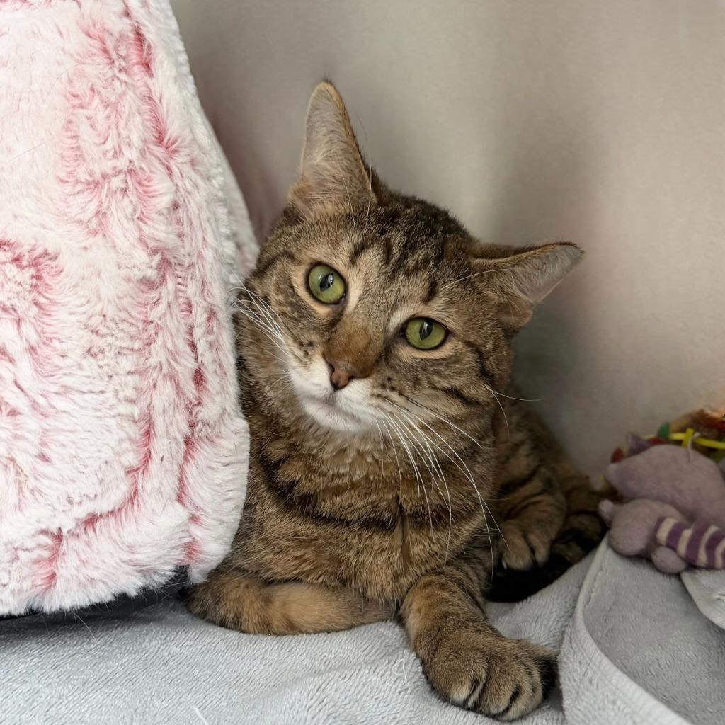 Enlarge Seahorse, a Adoptable Domestic Short Hair in State College, PA image 5/6
