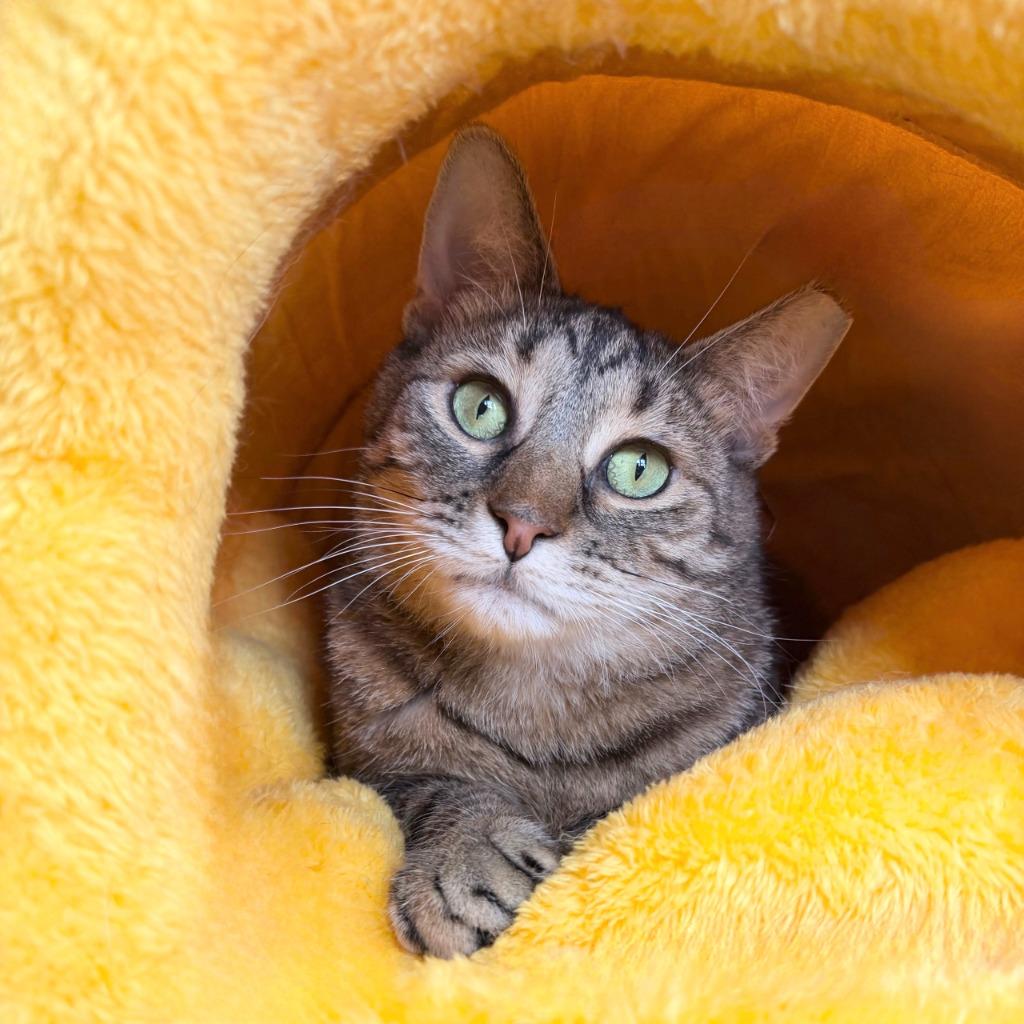 Enlarge Seahorse, a Adoptable Domestic Short Hair in State College, PA image 6/6
