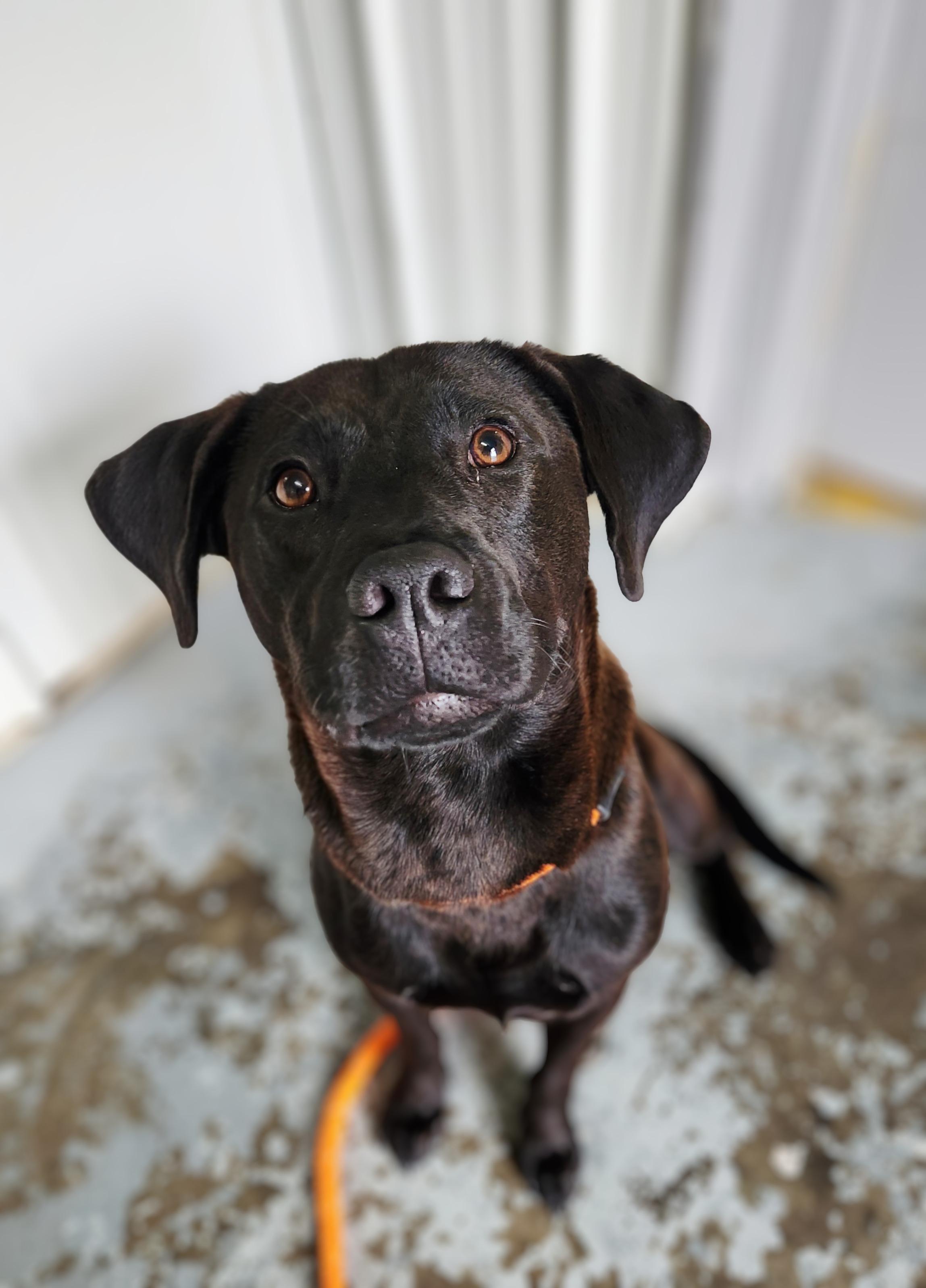 Enlarge Jax, a ADOPTABLE mixed breed in Greenville, KY image 1/1